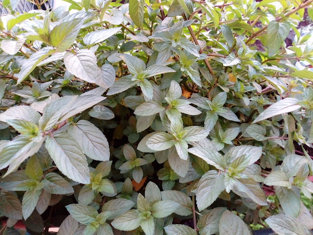 Menta chocolate (Mentha x piperita Citrata "Chocolate").