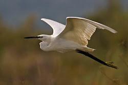 flight egret flying bird challenger object across screen albufereta enlarge prior aliens explosion space birding trip report