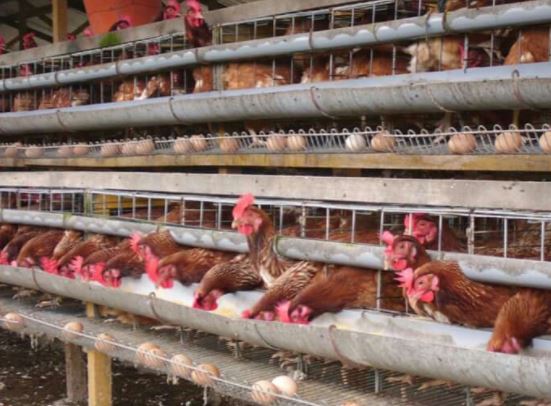 Vitamin Untuk Ayam Petelur Agar Cepat Bertelur - Trik dan Tips Budidaya