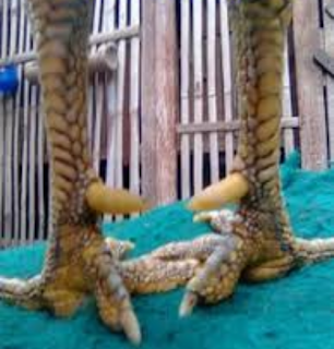 inilah beberapa Ciri Ciri Sisik Kaki Ayam Bangkok Memiliki Keistimewaan inilah beberapa Ciri Ciri Sisik Kaki Ayam Bangkok Memiliki Keistimewaan