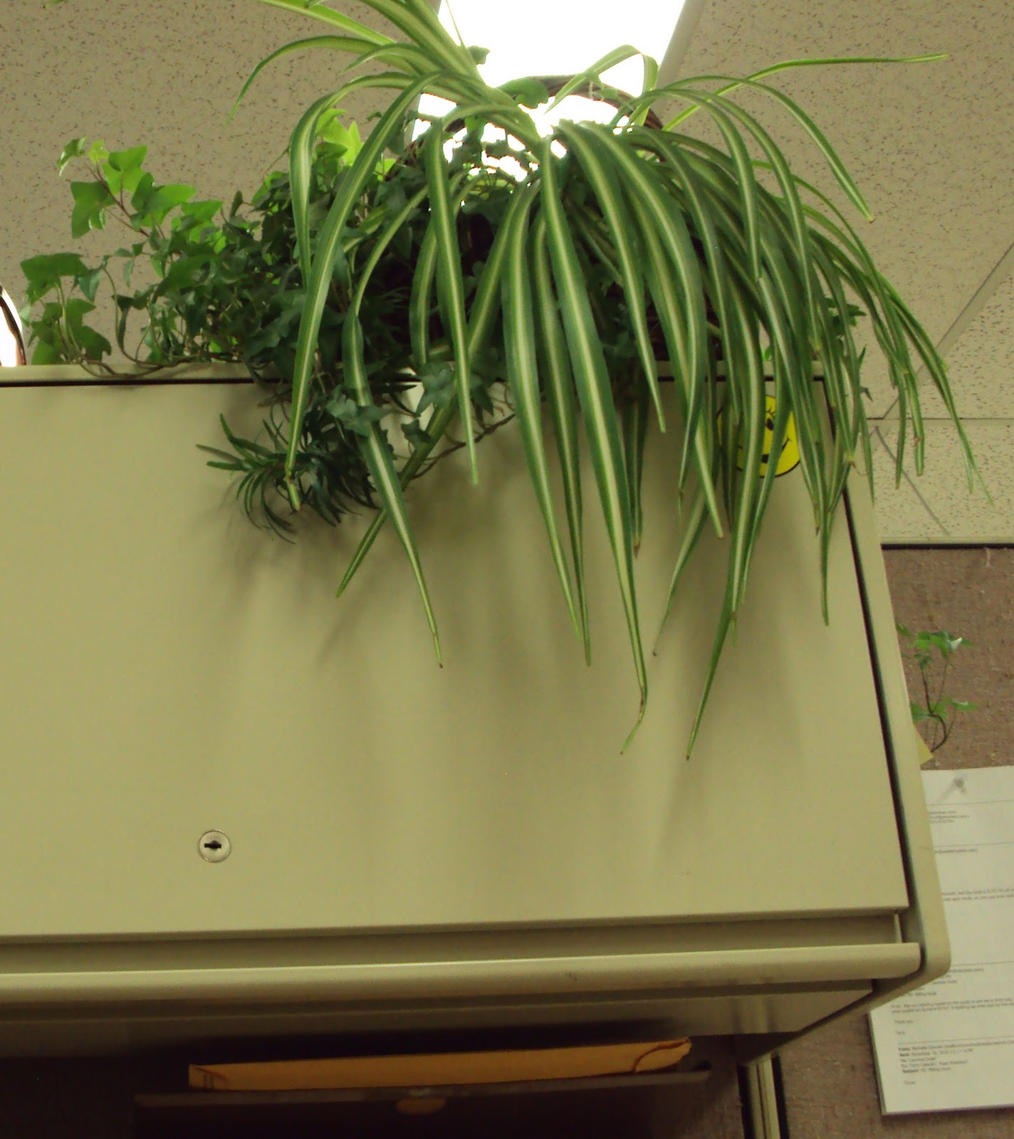 Kitchen Sauce And Domestic Chaos Hard To Kill Plants