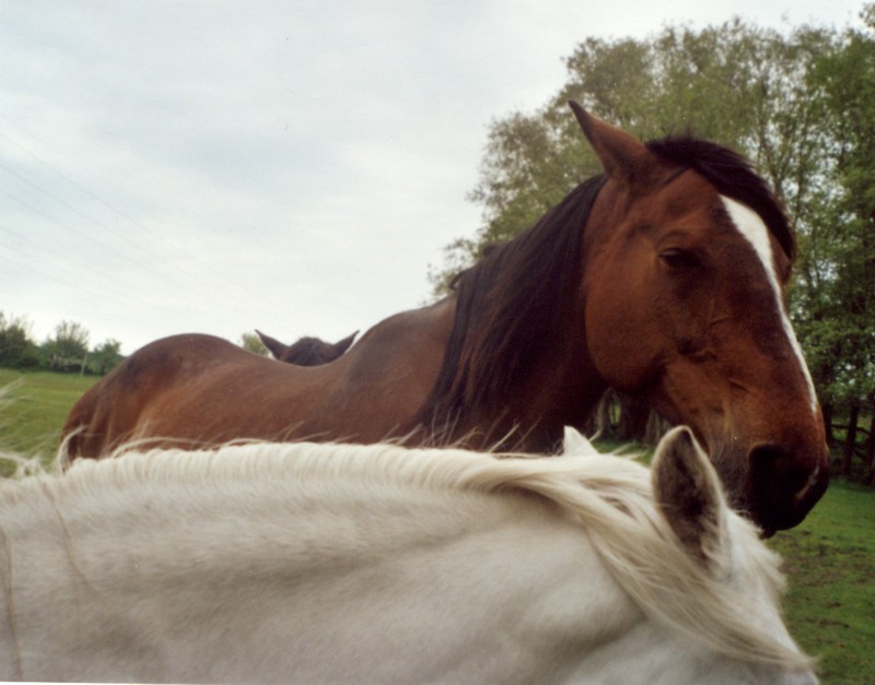 Pferde Unsere Stolzen Freunde Unsere Prima Teil 2