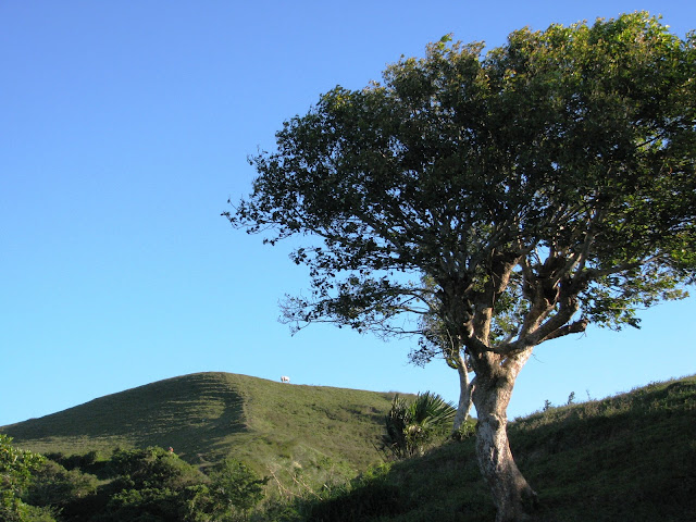 Mt. Gulugod Baboy Mabini Batangas, MT. GULUGOD BABOY Mabini Batangas, gulugod baboy trail, gulugod baboy itinerary, how to go to gulugod baboy