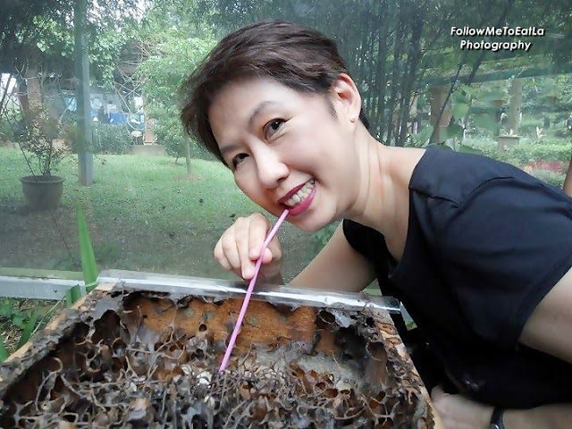 An Eye-Opening Experience Drinking Kelulut Honey Direct From The Nest An Eye-Opening Experience Drinking Kelulut Honey Direct From The Nest