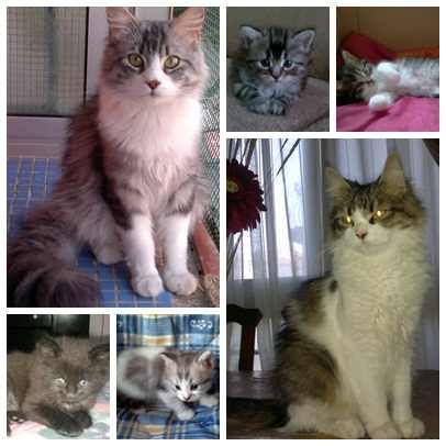 gatos-bosque-noruega-caracteristicas