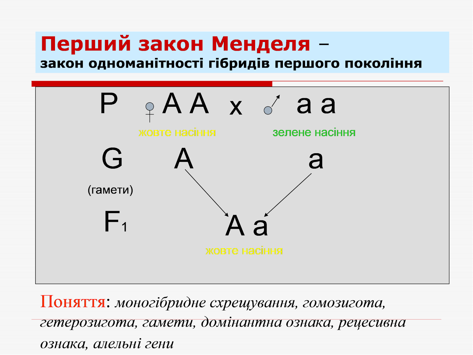гомозиготные и гетерозиготные организмы это. гетерозиготы по обеим аллелям. аллель. гетерозиготы по обеим аллелям. гетерозиготы по обеим аллелям.