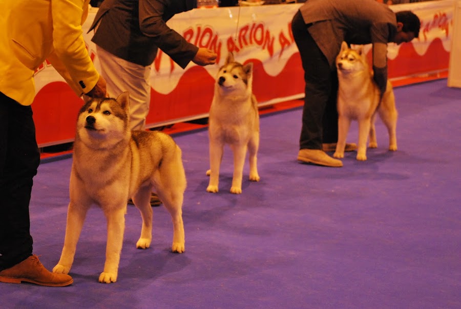 Mejor de Raza Husky Siberiano Exposicion Canina Madrid Ifema 2013