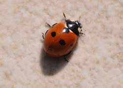 ladybird fly away camera rambles punctata coccinella species seven spot common