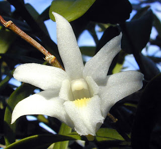 Lan Hoàng thảo tuyết mai (Bạch câu) - Dendrobium crumenatum Sw. 1 Dendrobium%2Bcrumenatum%2BSw.