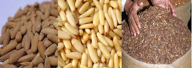 pine nuts(chilghoza) health benefits in urdu