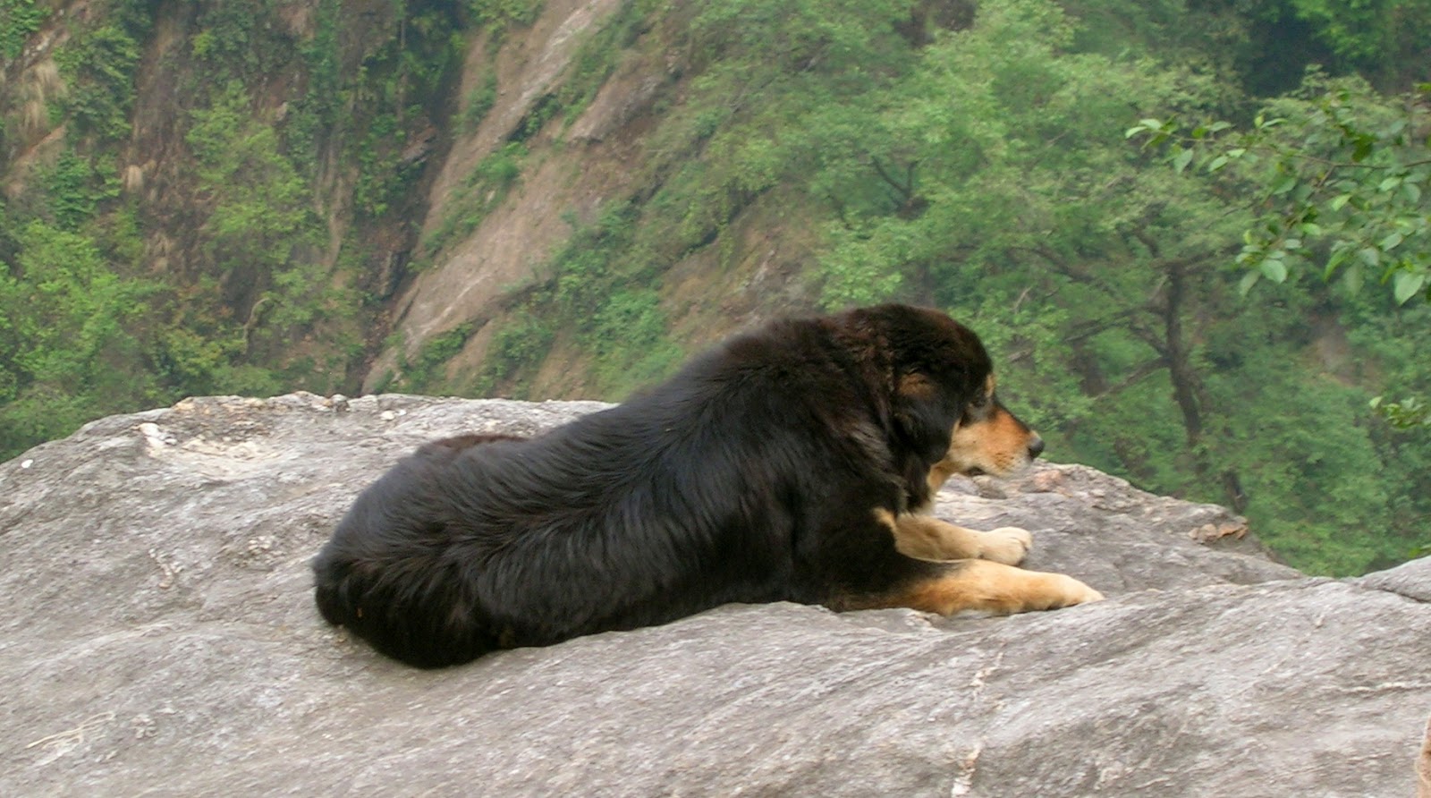 Himalayan Mountain dog breeds Yourdogbreedsinfo