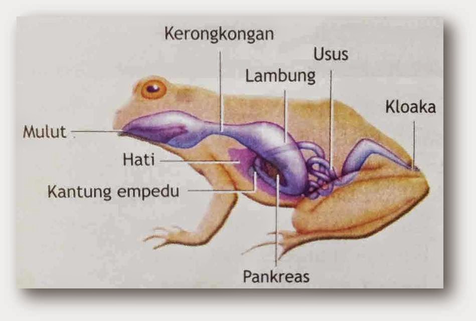 Bagaimana sistem pencernaan yang dimiliki hewan vertebrata