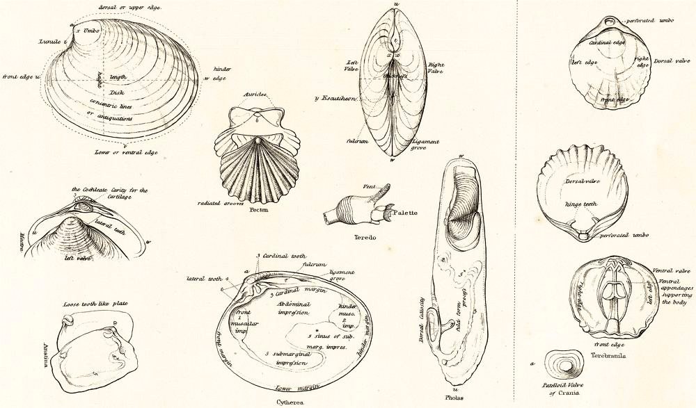 ~ W a y m a r k s ~: Bivalve Mollusc Fossils