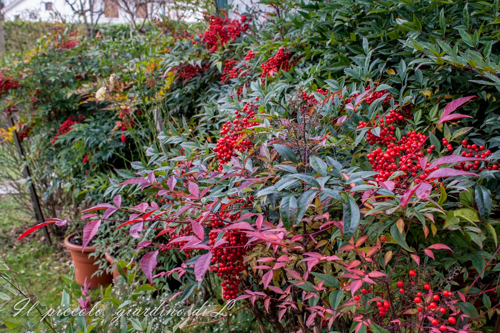 Il piccolo giardino di L. Informale, colorata, con fiori e bacche la Nandina domestica, una Il piccolo giardino di L. Informale, colorata, con fiori e bacche la Nandina domestica, una