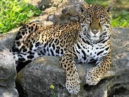 jaguar Animals | Amazing Facts & Latest Pictures | Animals Lover
