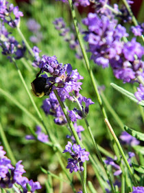English lavender Lavandula angustifolia Hidcote Alexander Muir Memorial Gardens by garden muses-not another Toronto gardening blog