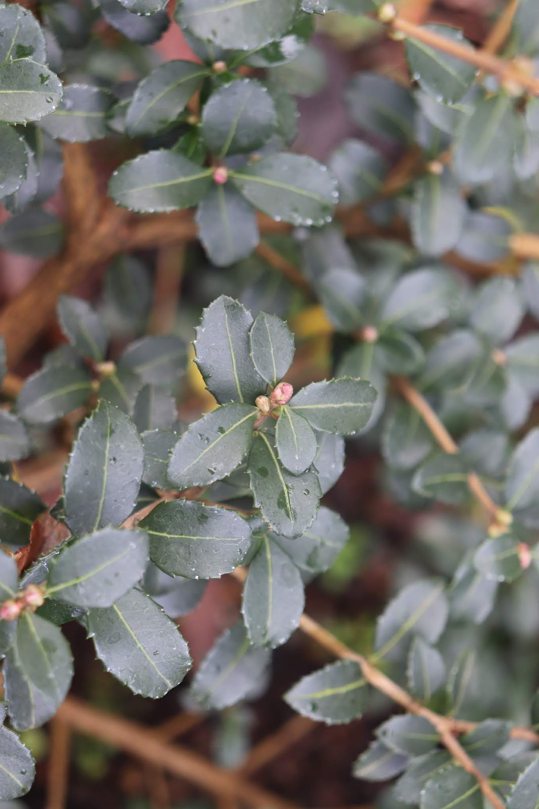 Abelia Grandiflora In Winter