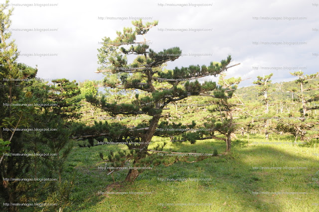 plantação de pinheiros negros no sitio Matsu Nagao