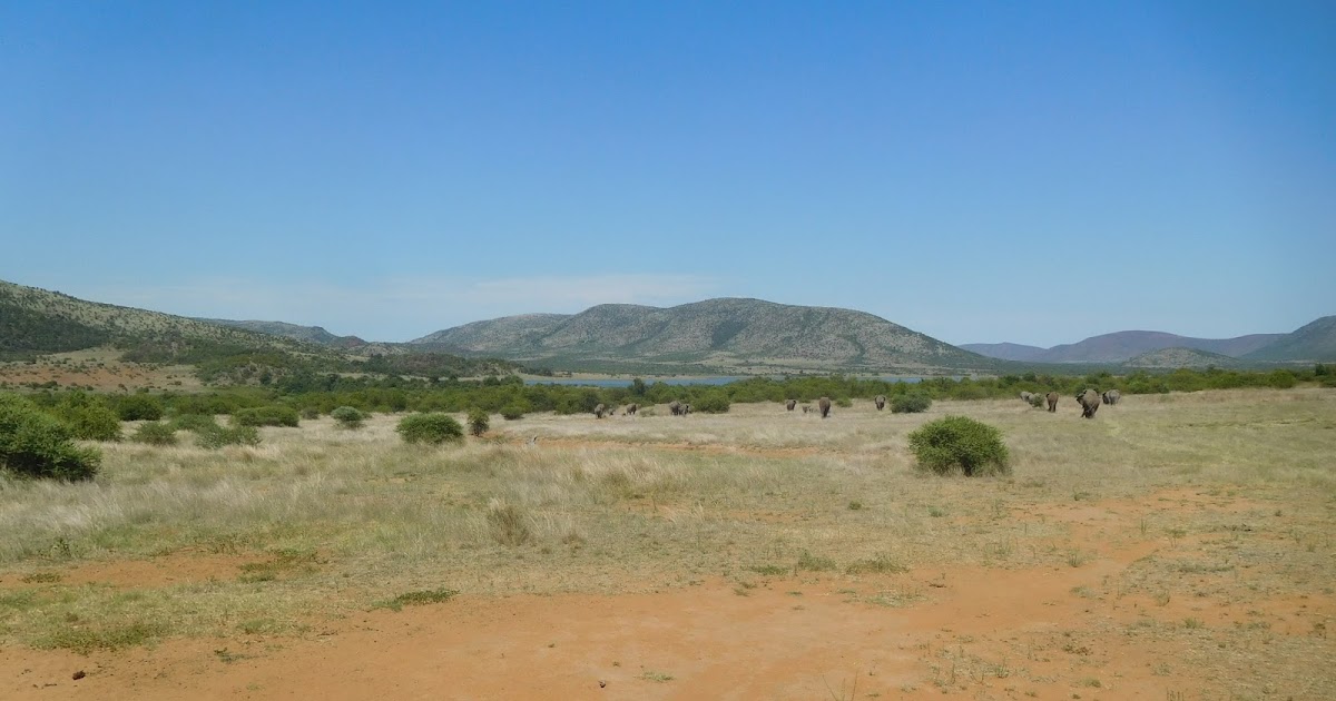 vicarious travelling Gate 1, South Africa Day 10, one last Safari.