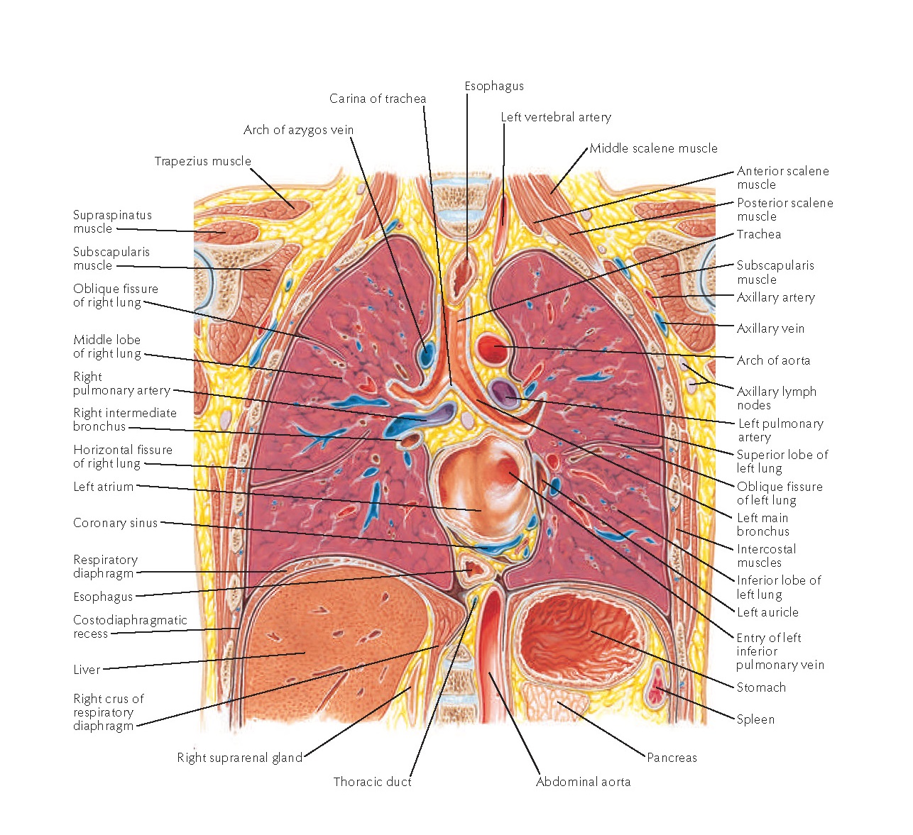 Органы под правой грудью. Грудная клетка строение анатомия с органами. Внутренности грудной клетки анатомия. Фронтальный разрез грудной полости. Фронтальный срез грудной клетки.