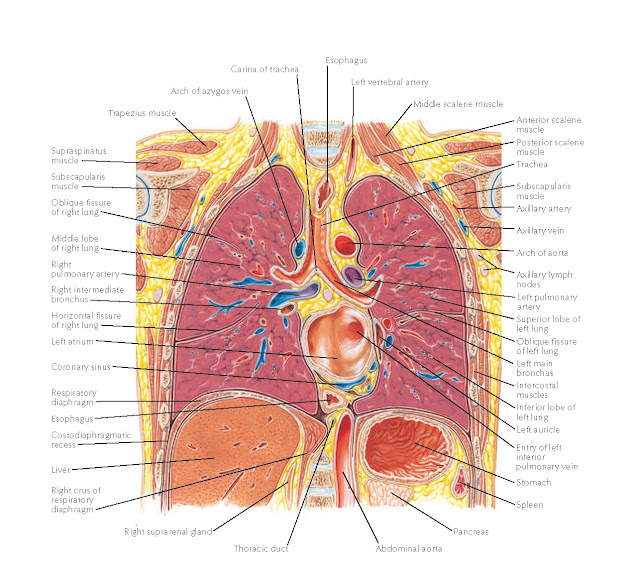 Thorax: Coronal Section (Midaxillary Line, Tracheal Bifurcation, Left Atrium) Anatomy