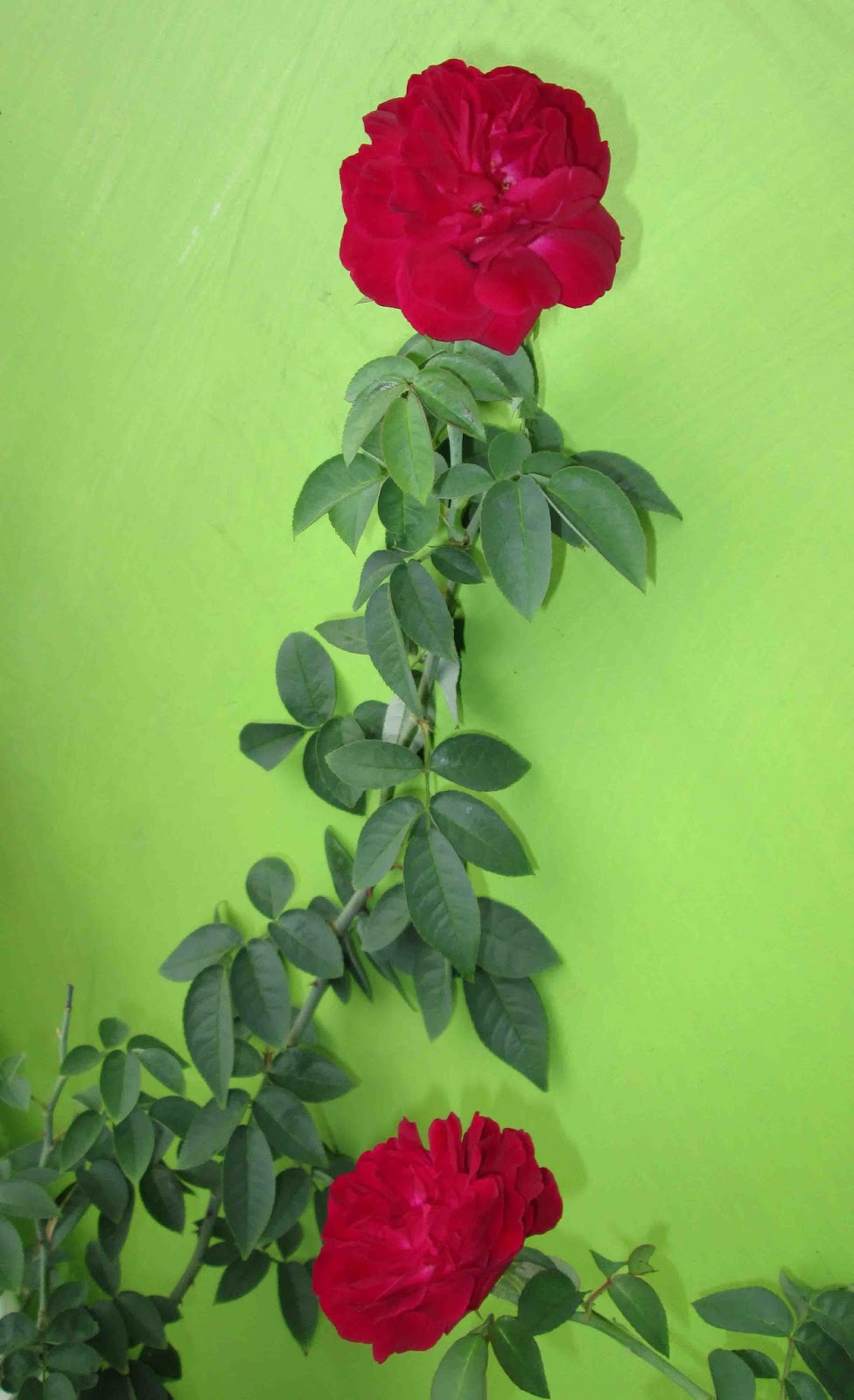 Wahyuti Journal Jenis  Pisang Pengaruhi Warna  pada Bunga  Mawar 