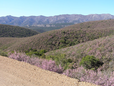 Aportaciones al estudio del medio forestal y natural de Extremadura