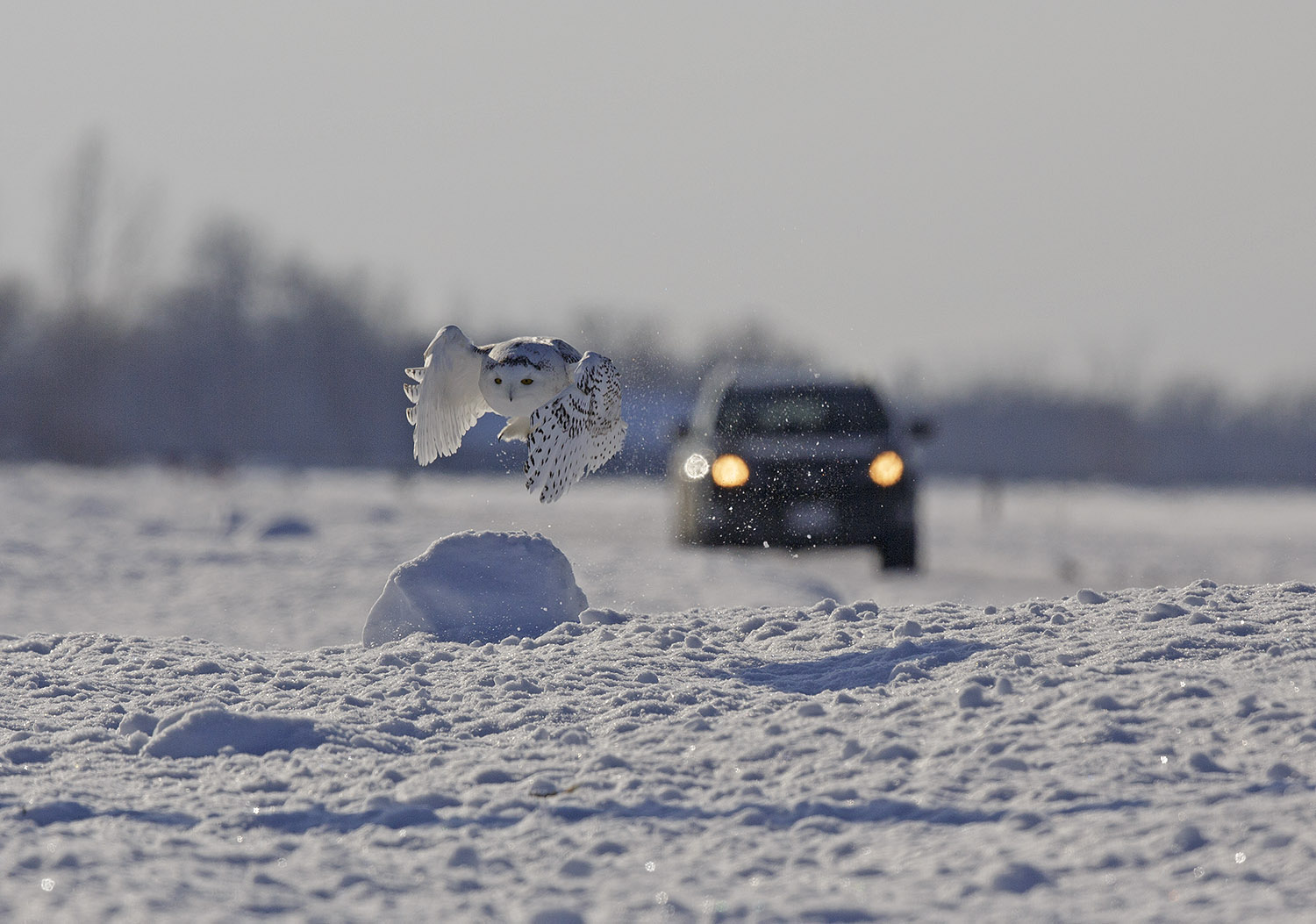 pewit what would you do withe a Snowy Owl on your roof?