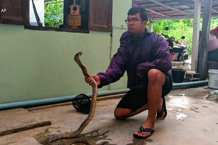 Snake catcher’s smooth moves control deadly wild cobra in Thailand Snake catcher’s smooth moves control deadly wild cobra in Thailand — Satang.info