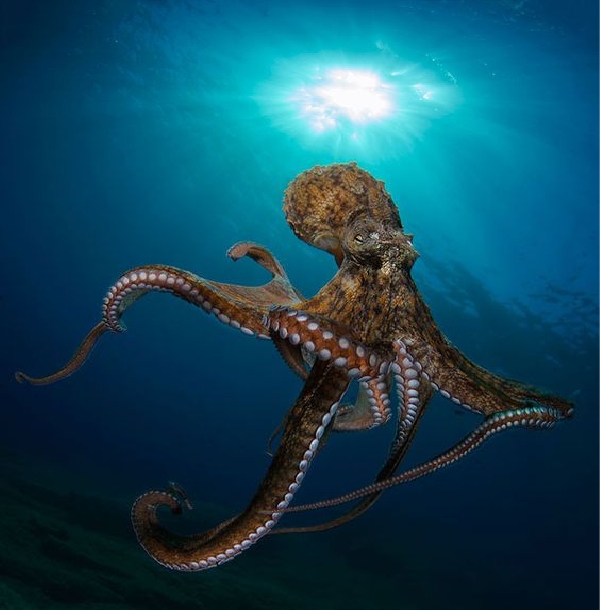 20 Rare Octopus Photos Collection