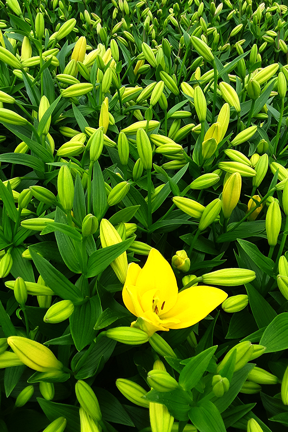 Amazon Com Butterfly Bushes Flowers Plants Seeds Bulbs