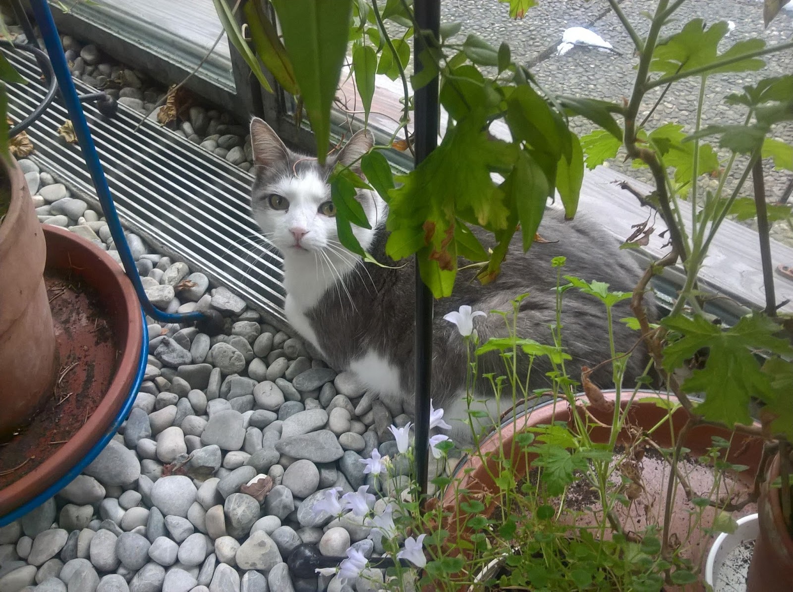 Hauptschulblues Februar 2018