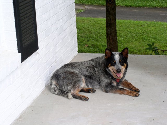 australian cattle herding dog