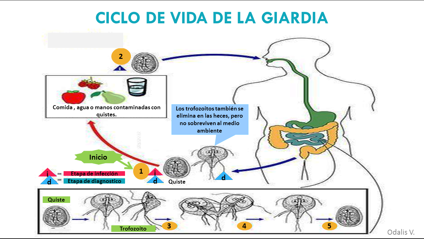 giardia lamblia ciclo de vida cdc