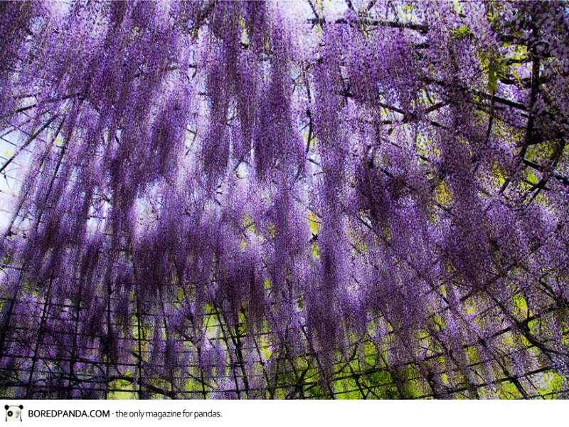 Wisteria Flower Tunnel, Kawachi Fuji Garden, Japan Beautifull Places