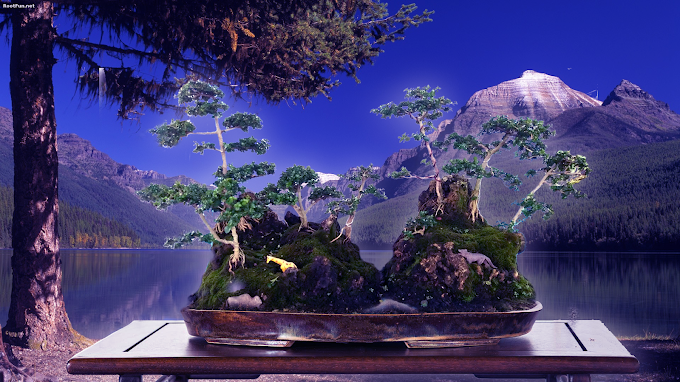 TRIK DAN TIPS PENJUALAN TANAMAN BONSAI ANDA