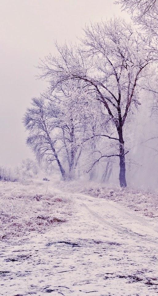 Winter Path Trees Landscape  Galaxy Note HD Wallpaper