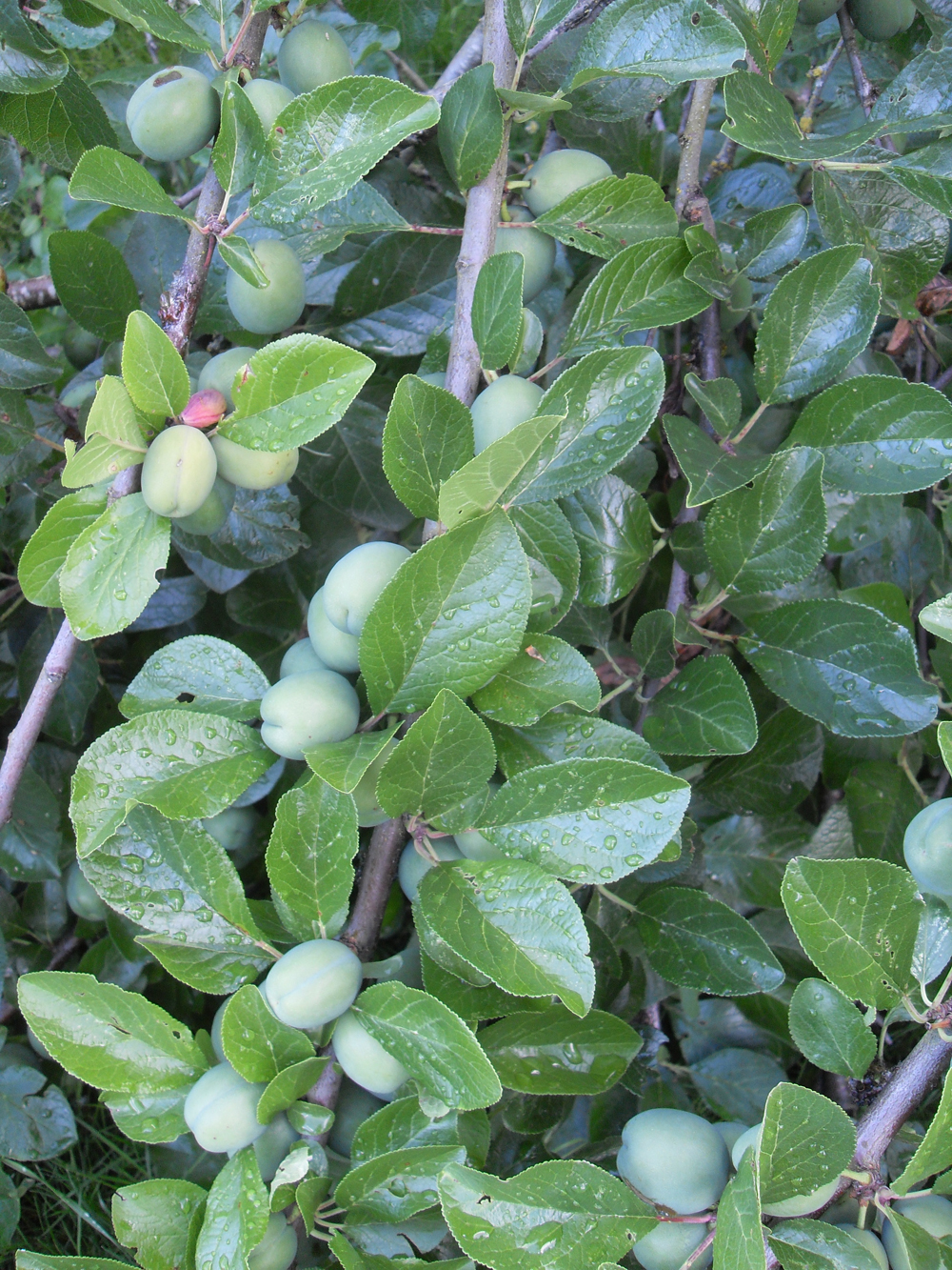 the land of green plums by herta muller the land of green plums by herta muller