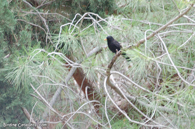 Merla (Turdus merula)