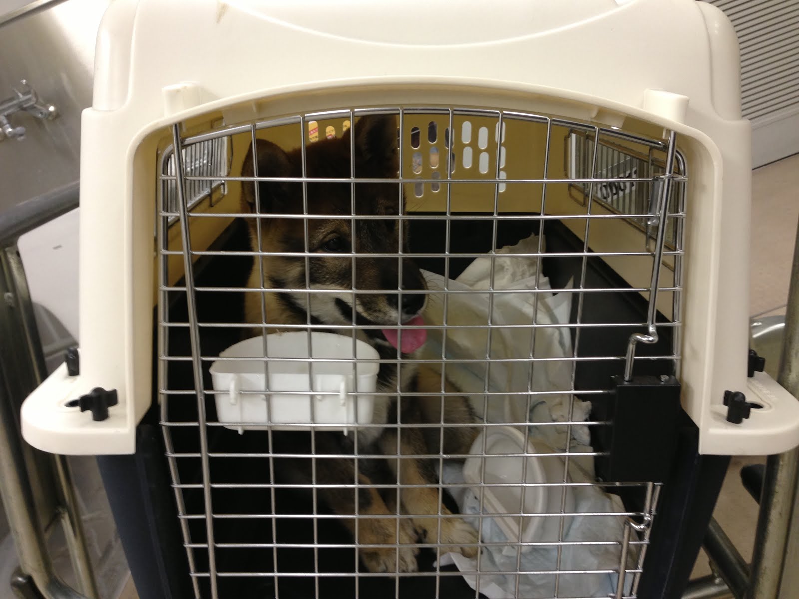 Importing a Dog From Japan to the United States