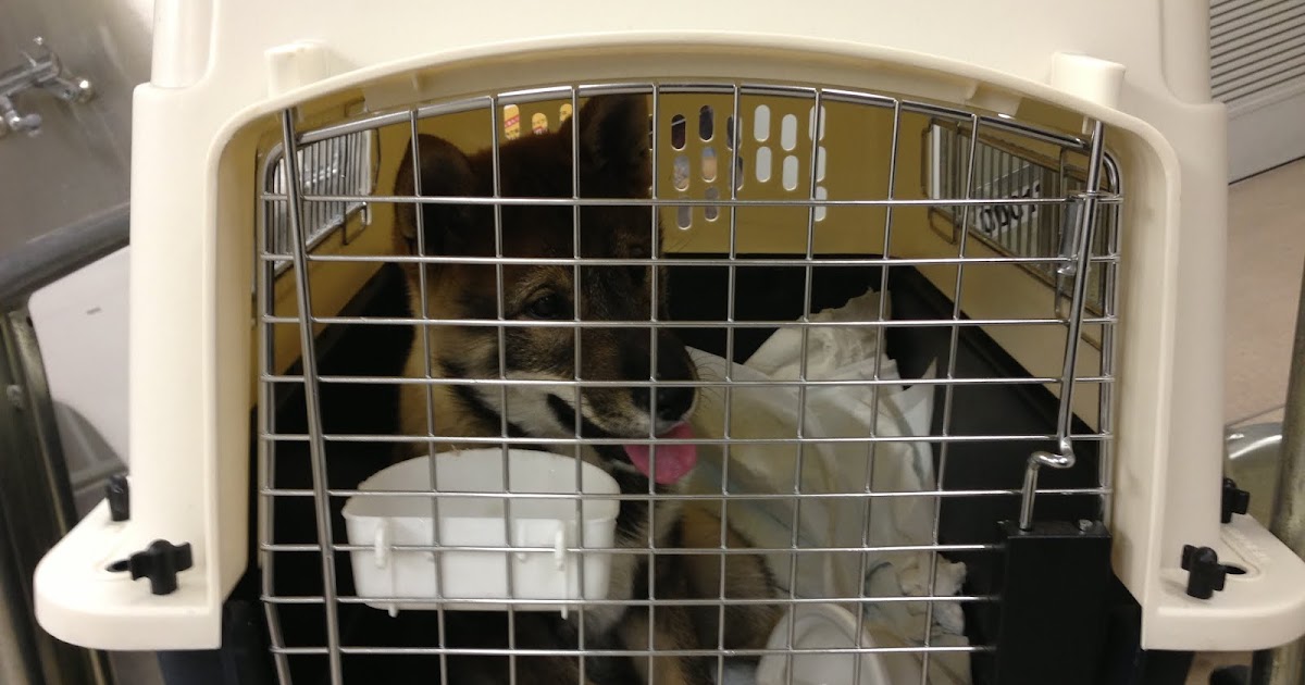 Importing a Dog From Japan to the United States