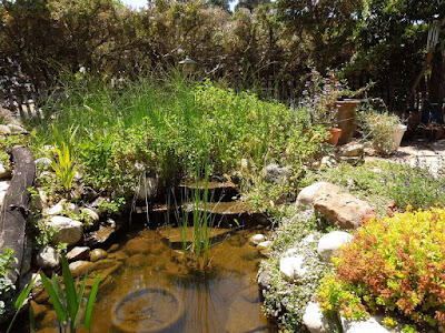 View of Garden Pond from Bridge,  © B. Radisavljevic