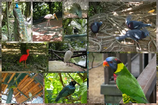 Activities to do in KL: Take a day trip to Kuala Lumpur Bird Park
