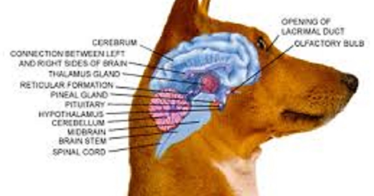 Scientists Say Breeding is Changing Dog Brains Doglopedix