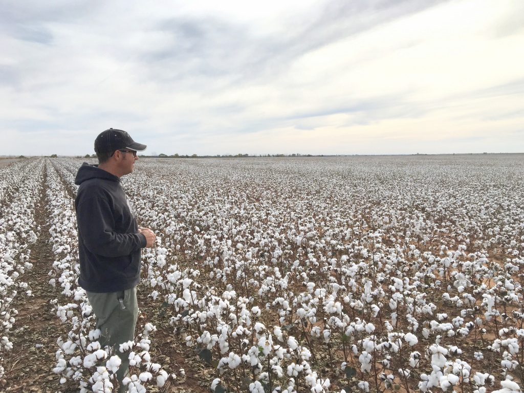 Land of LIQUID Acres and Acres of Beautiful Cotton