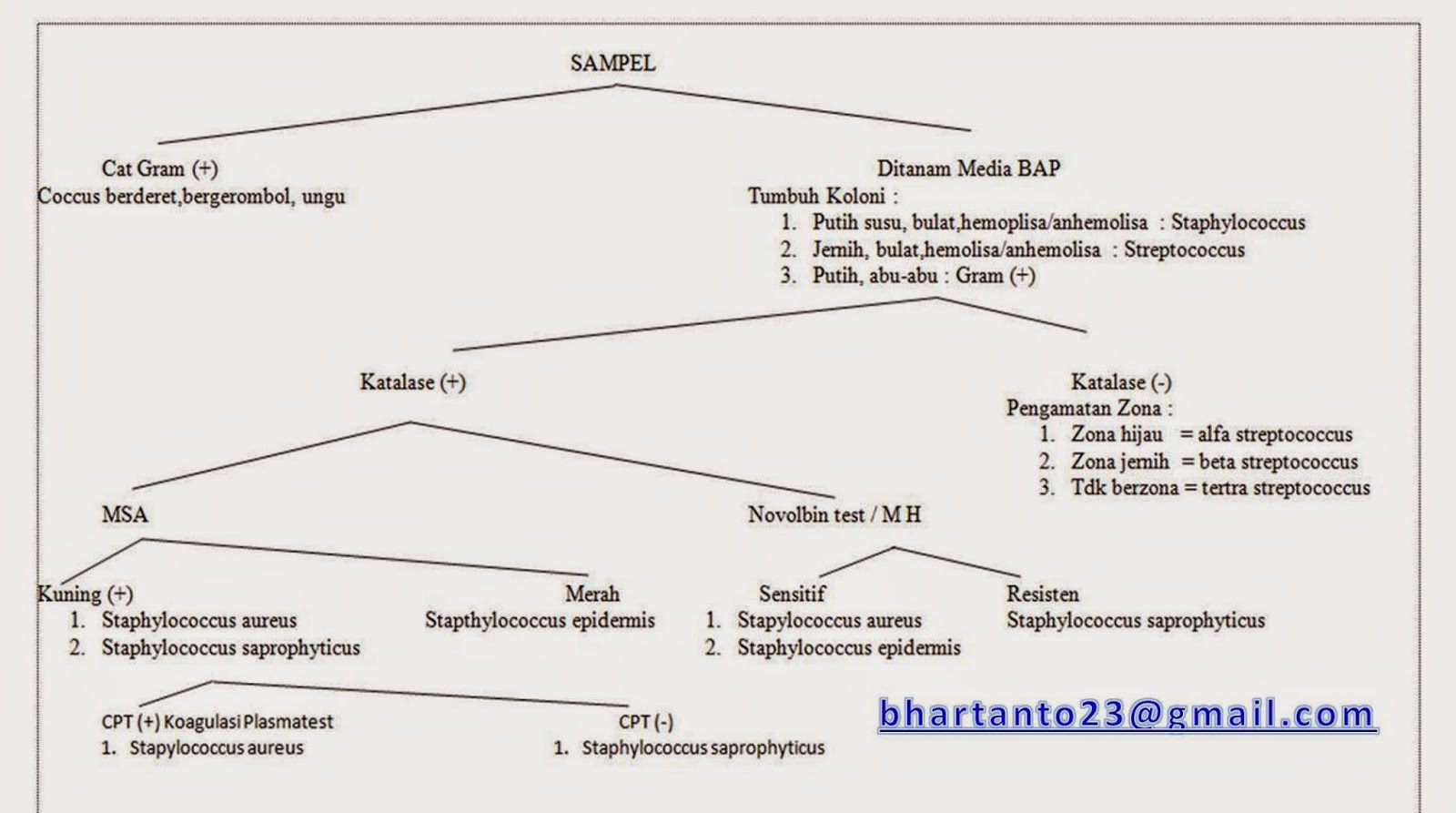 Artanta-Bagus: Skema Sederhana Identifikasi Bakteri Gram Negatif dan