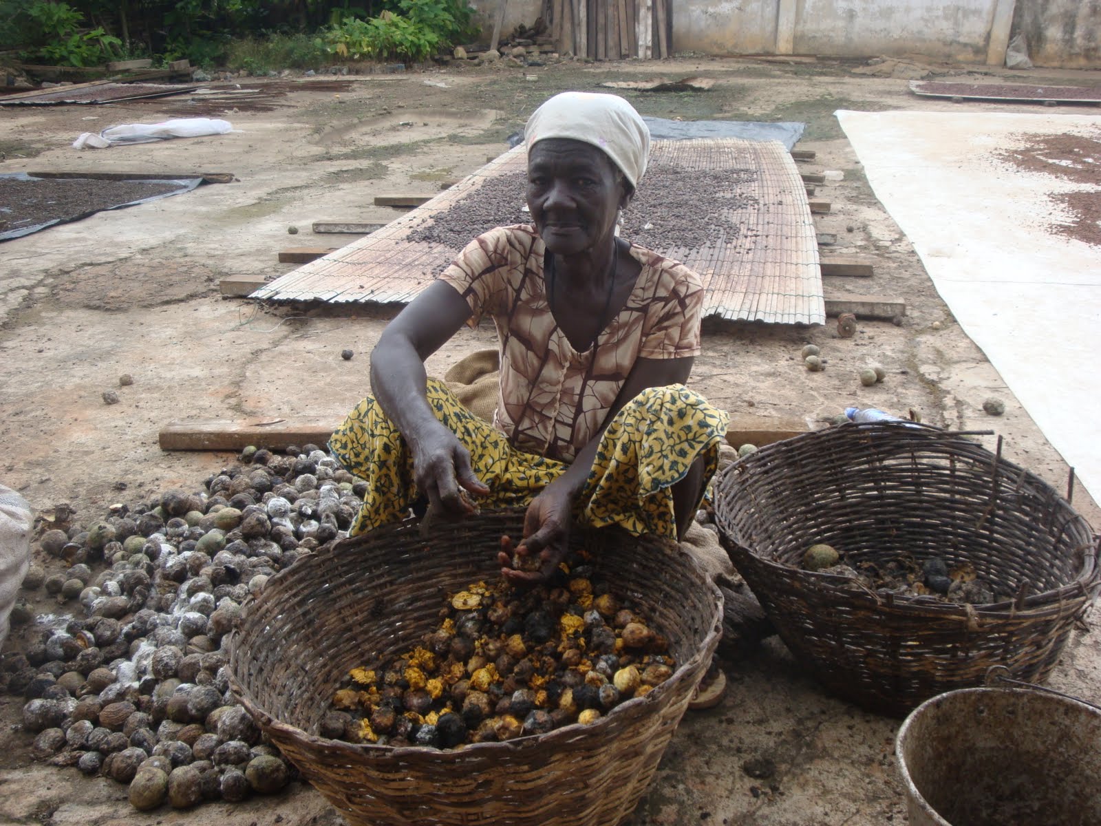 Central Press Newspaper Cocoa Farmers Cry Out For Pensions Scheme