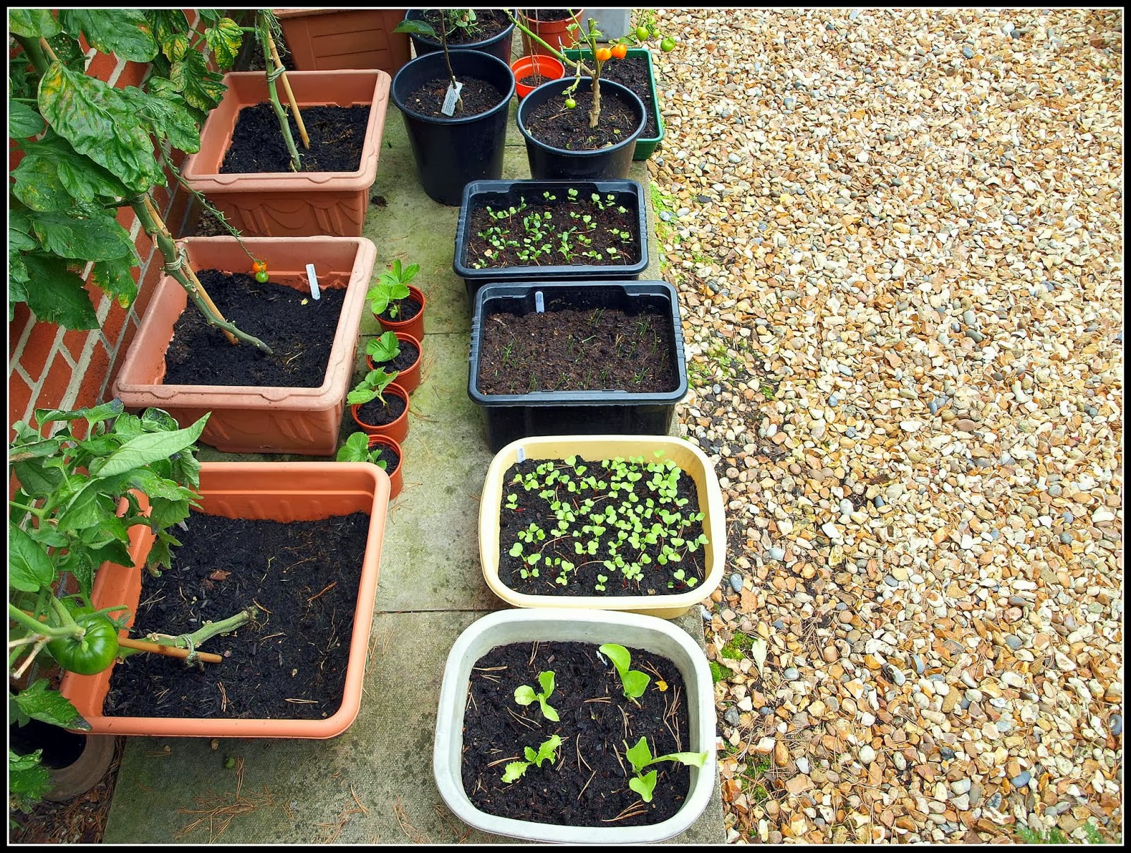 Mark's Veg Plot: Spring Onion 