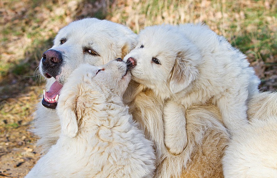 cute kissing puppies