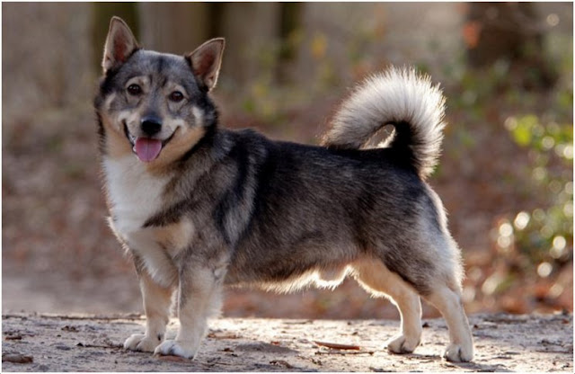 Unknown Dog Breeds The Look Like Wolves Unknown Dog Breeds The Look Like Wolves